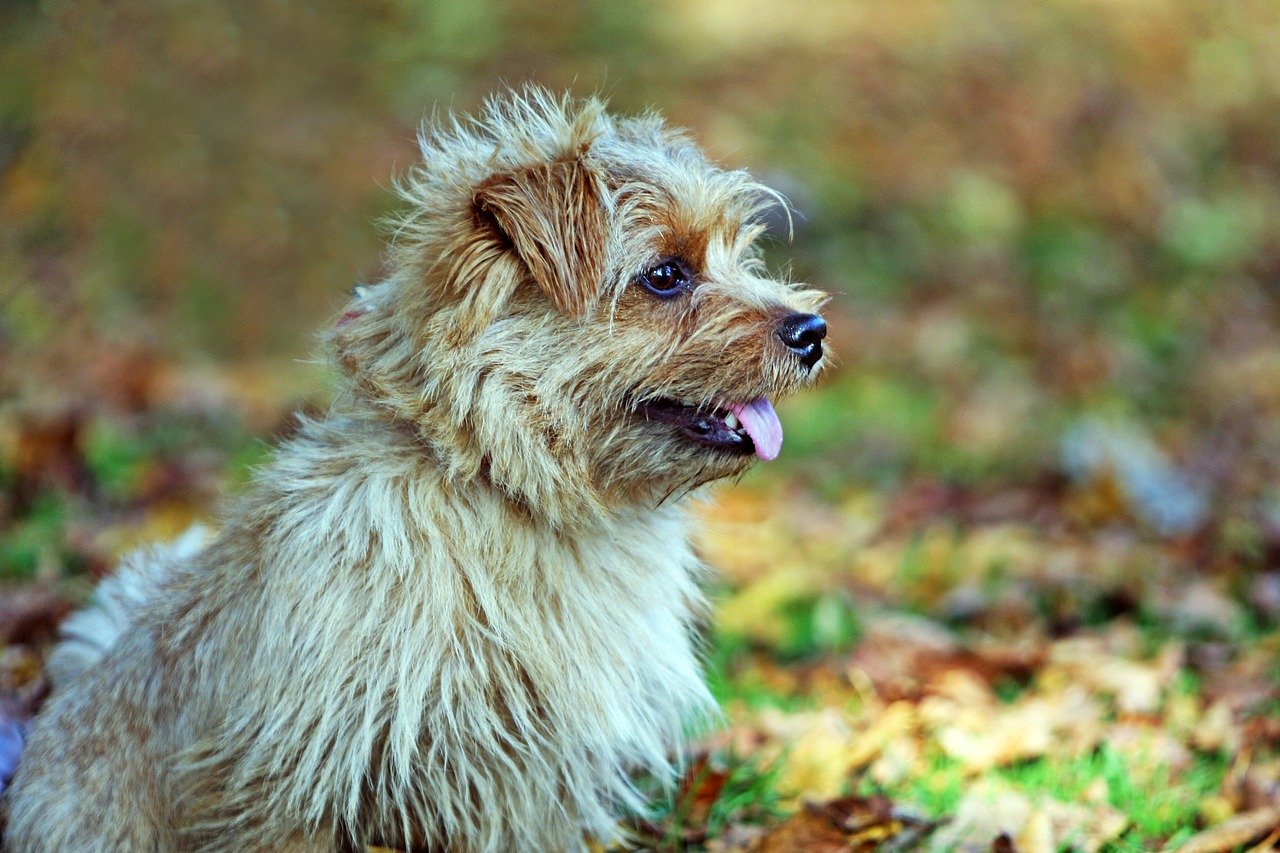 Norfolk Terrier - A great small dog breed for hiking, backpacking, camping, and other outdoor adventures - djangobrand.com