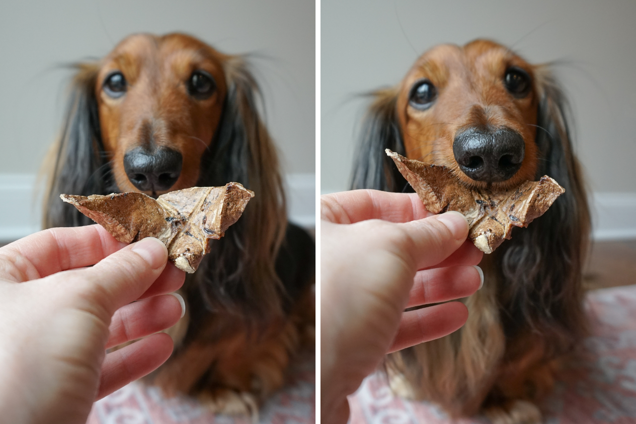 best raw dog treats reviews