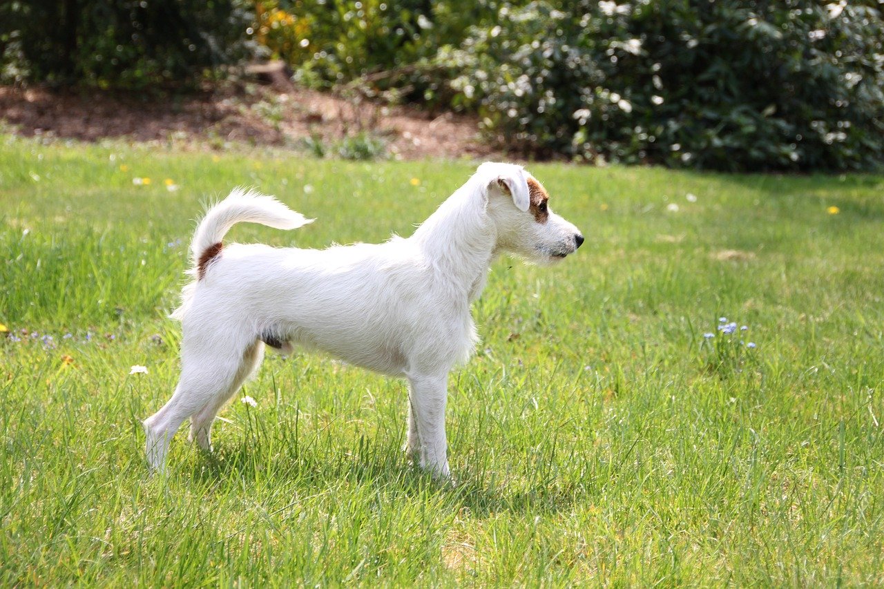 Parson Russell Terrier - A great small dog breed for hiking, backpacking, camping, and other outdoor adventures - djangobrand.com