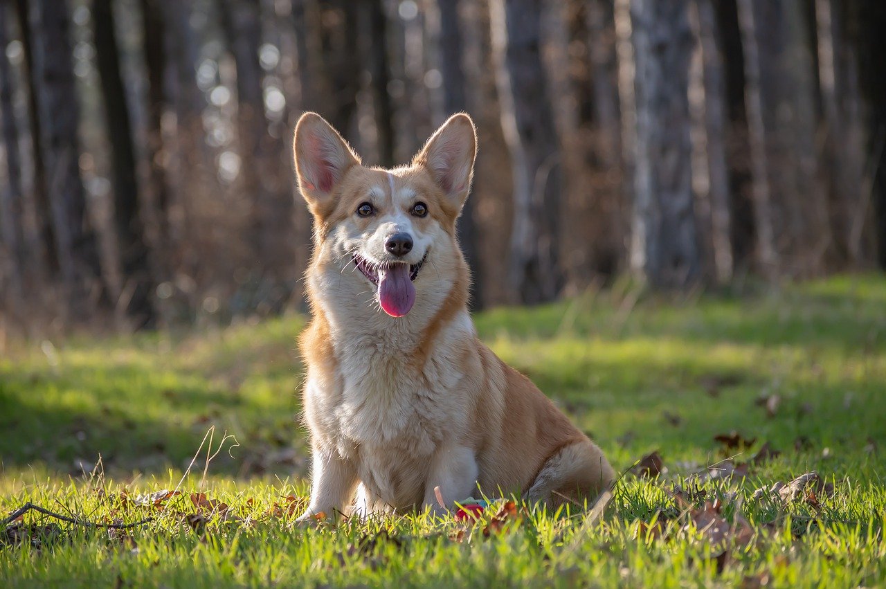 Pembroke Welsh Corgi - A great small dog breed for hiking, backpacking, camping, and other outdoor adventures - djangobrand.com