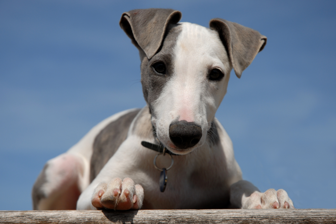 Best small and medium dog breeds for families with kids - Whippet