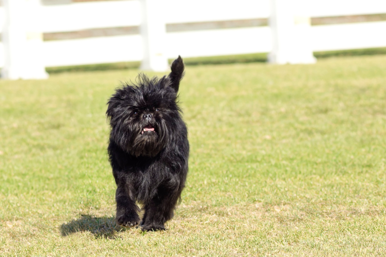 DJANGO Dog Blog - 15 Best Small Dog Breeds that Don't Shed - Affenpinscher