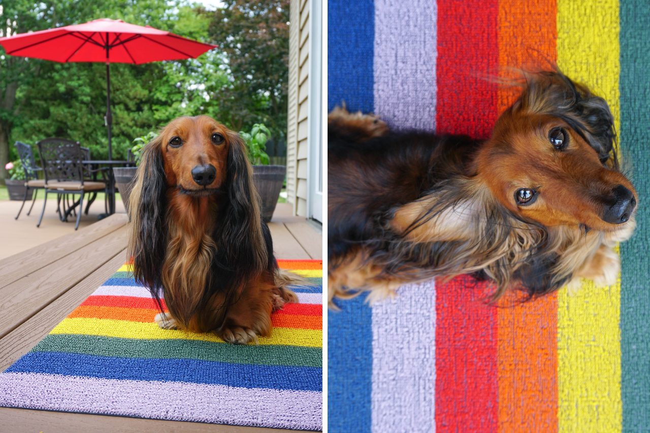 best indoor outdoor rugs for dogs and families with kids