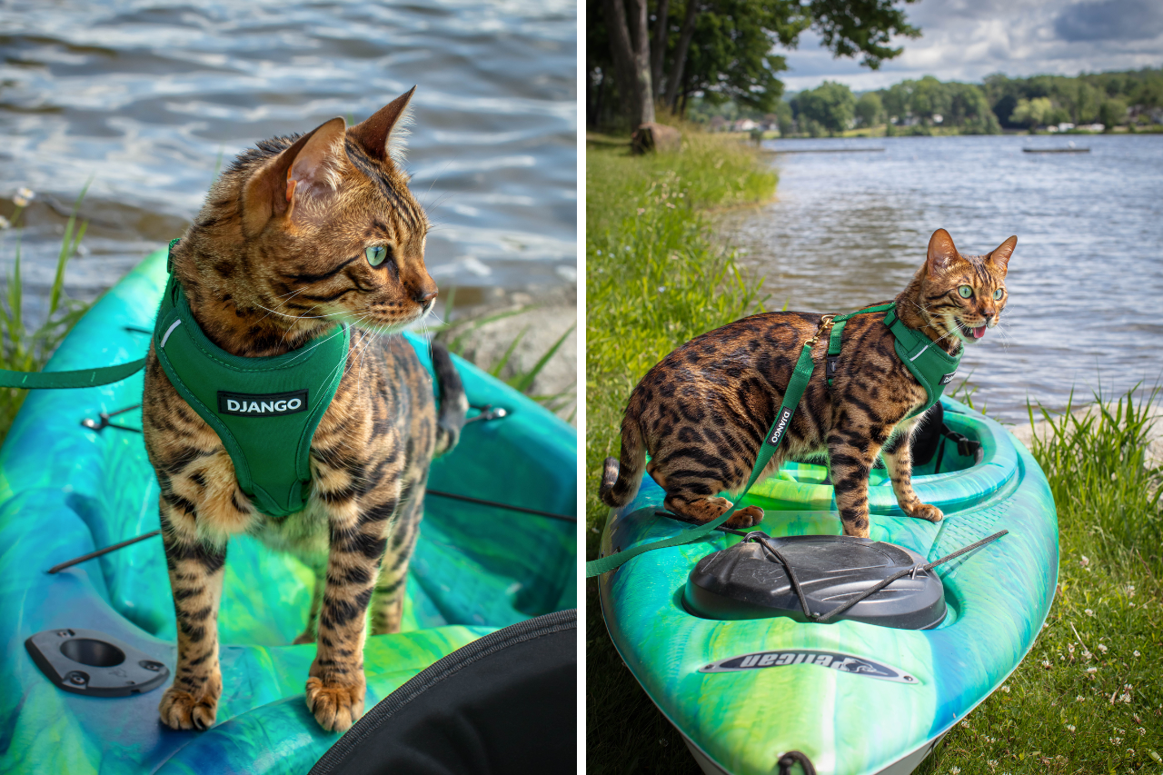 DJANGO offers the best walking harness for cats that love exploring the outdoors - djangobrand.com