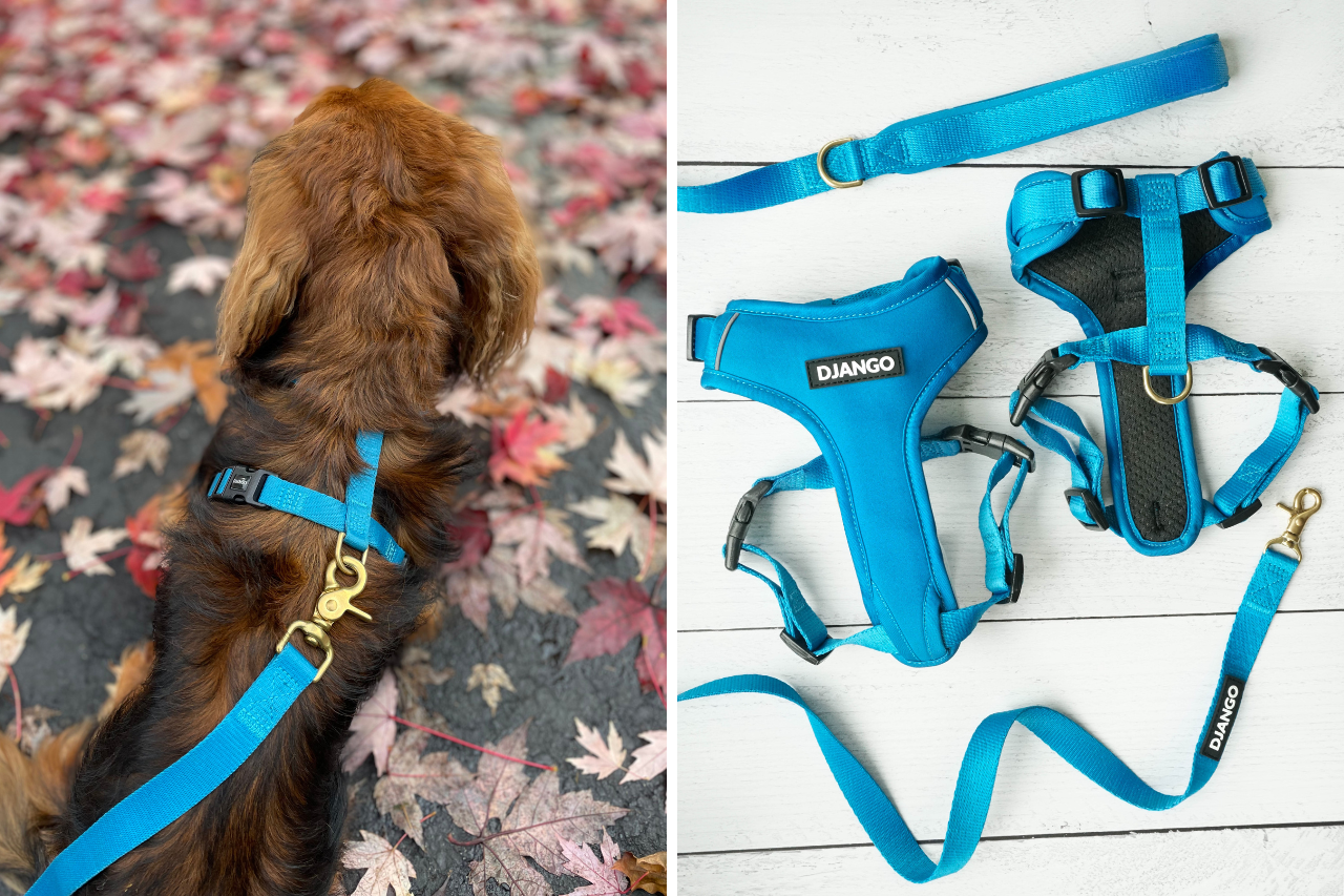 Best back-clip dog harness - djangobrand.com