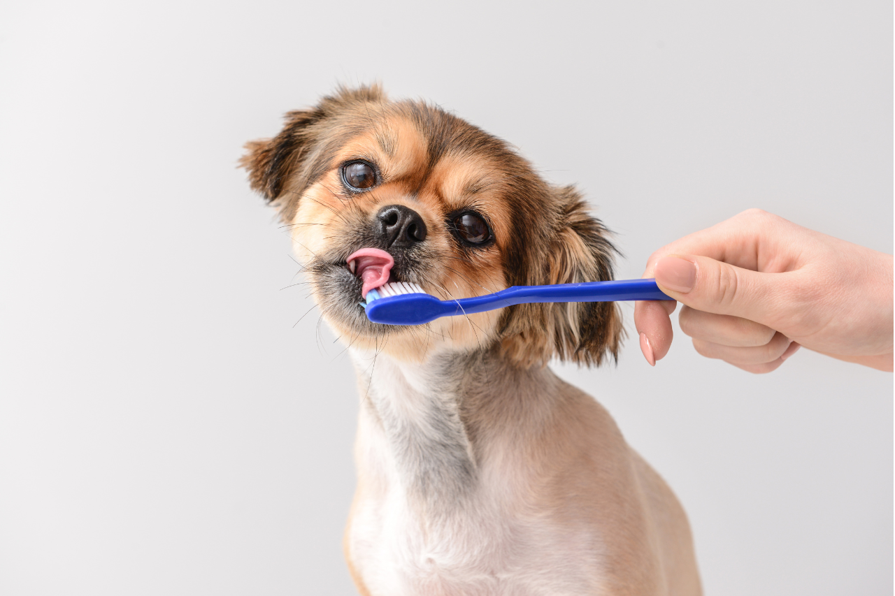 How to brush dog's teeth - djangobrand.com