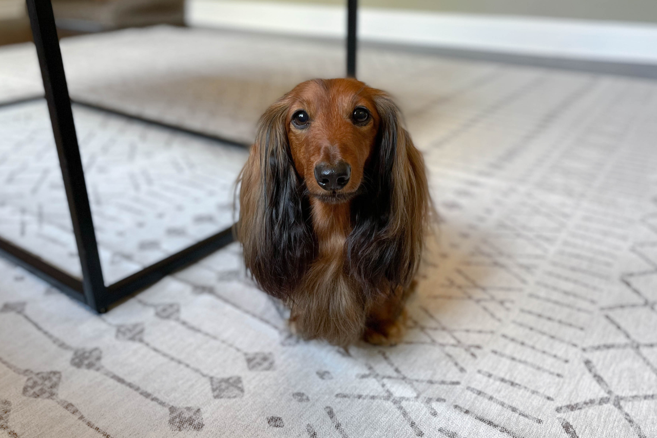 Choose patterned rugs for dogs and pets