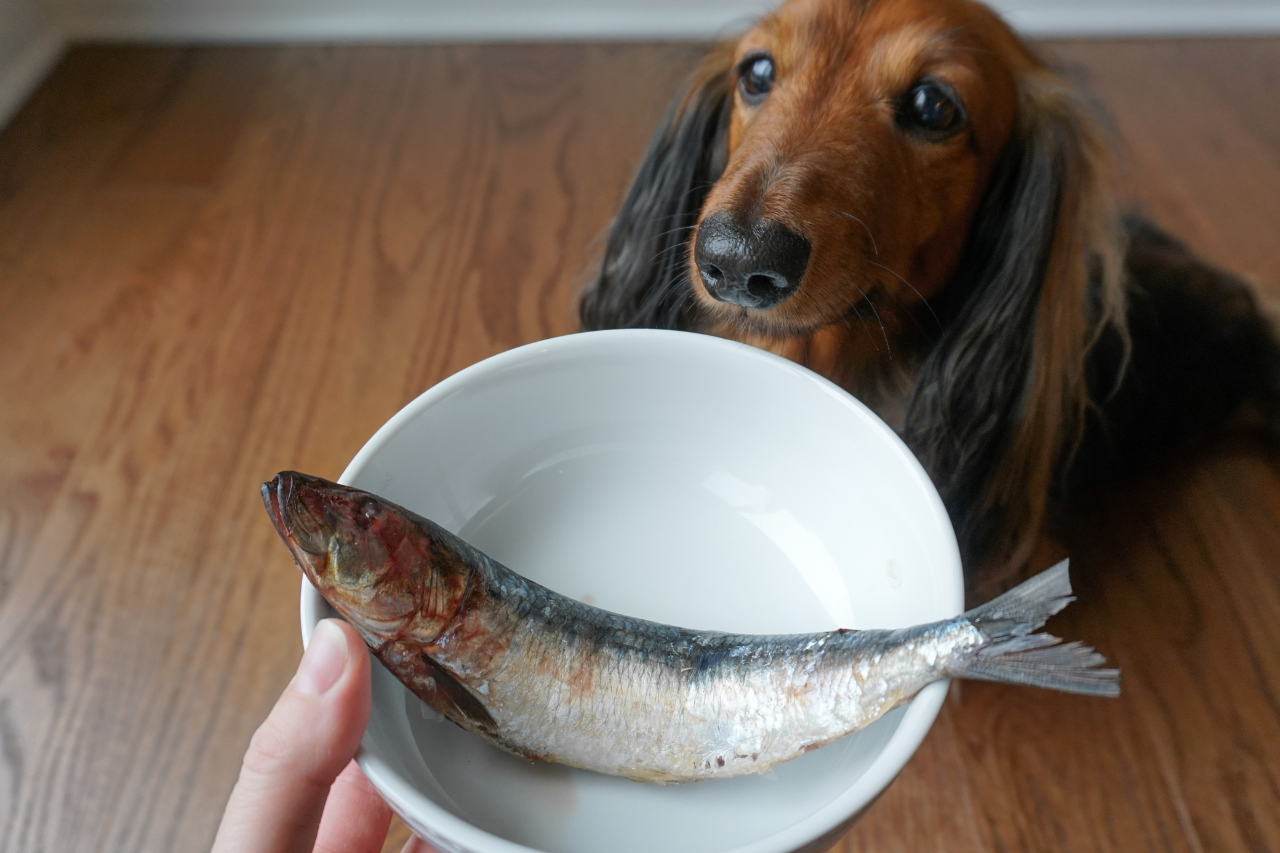 Raw dog food review - raw sardines for dogs