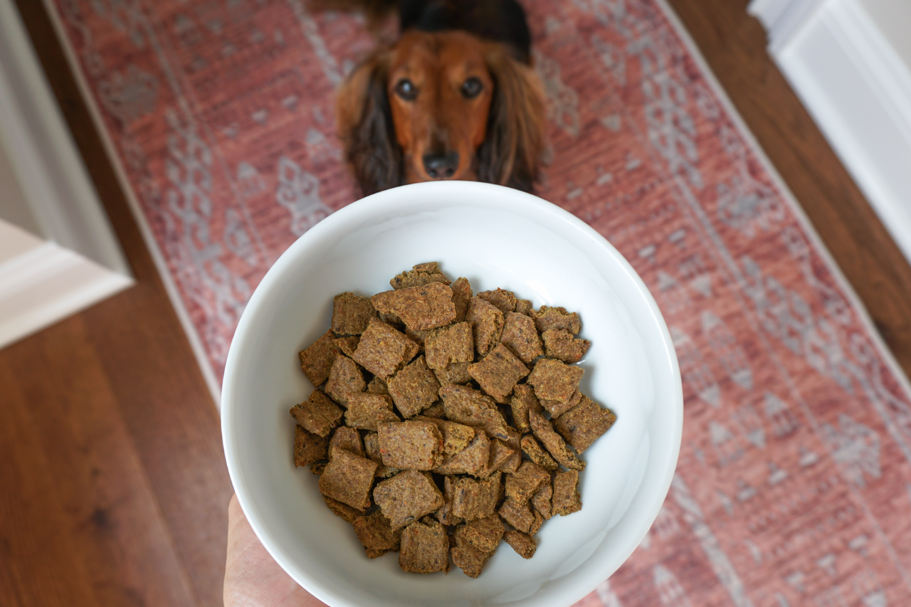 Stylish Weighted Dog Bowls for Big and Little Dogs - Hey, Djangles