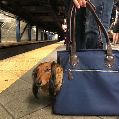 Dog Carrier Bag - Waxed Canvas & Leather Pet Travel Tote - Navy Blue ...