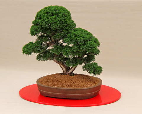 Rp Seeds Bonsai Seeds Great Range Of Shrub Tree Seeds For Bonsai