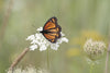 Achillea millefolium - Yarrow