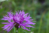 Centaurea scabiosa - Greater Knapweed