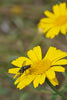 Centaurea cyanus - Cornflower