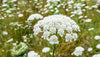 Daucus carota - Wild Carrot