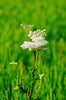 Filipendula ulmaria - Meadowsweet