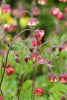 Geum rivale - Water Avens