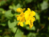 Lotus pedunculatus - Greater Birdsfoot Trefoil