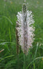 Plantago media - Hoary Plantain