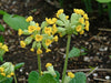 Primula veris - Cowslip