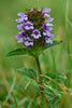 Prunella vulgaris - Selfheal