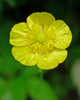 Ranunculus acris - Meadow Buttercup