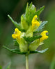 Rhinanthus minor - Yellow Rattle