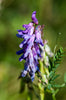 Vicia cracca - Tufted Vetch