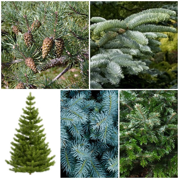 christmas tree seedlings for sale near me