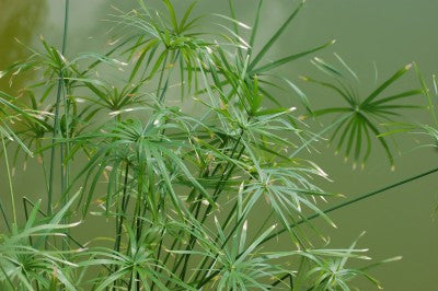 paper reed plant