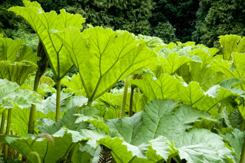 youbet christmas special the flying gunnera