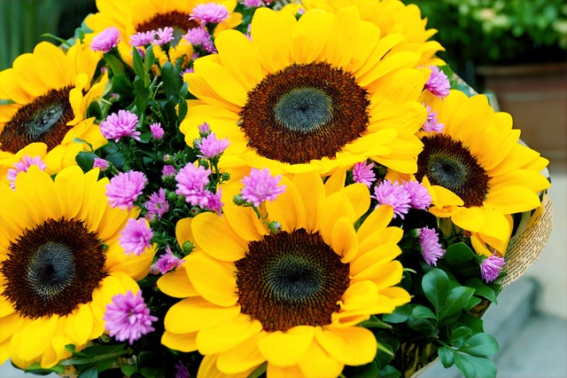 Rp Seeds Helianthus Big Smile Sunflower 15 Seeds 2 40