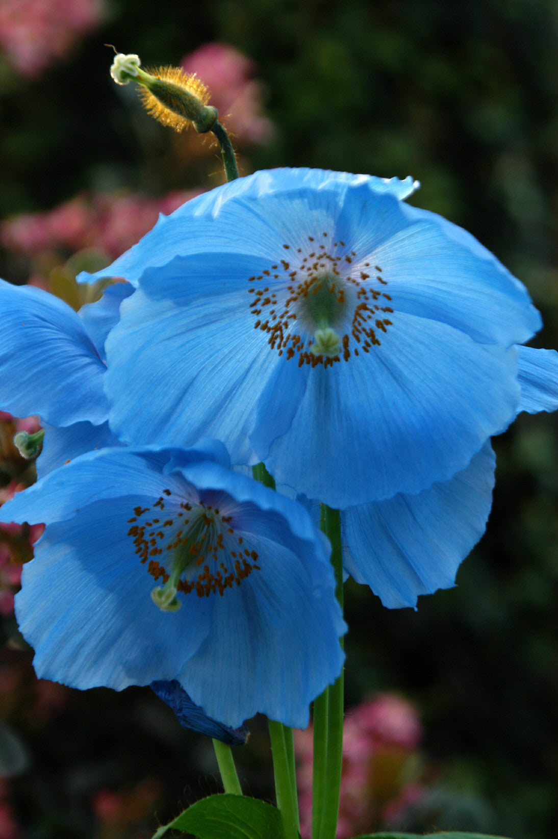 Meconopsis baileyi