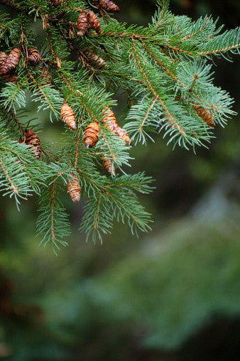 RP Seeds : Picea mariana (Black Spruce) seeds - 10/£1.70 ...