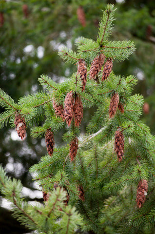 doug fir seeds