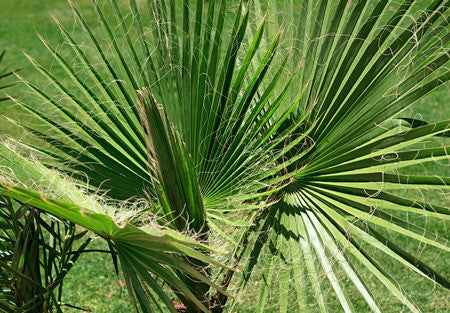 RP Seeds : Washingtonia filifera (Desert Palm) 10 seeds £1.75