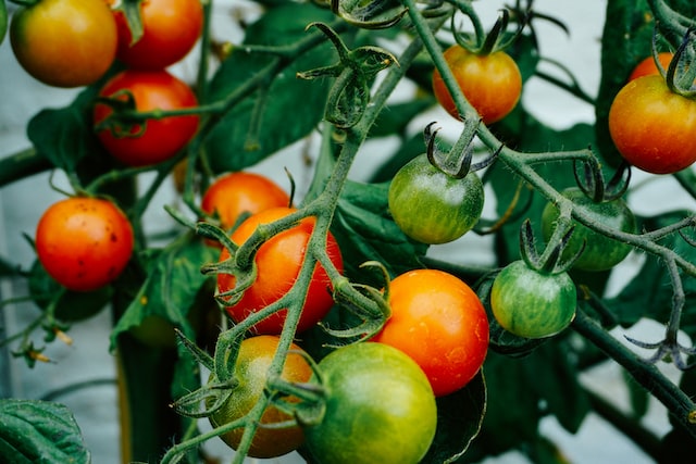 growing tomatoes