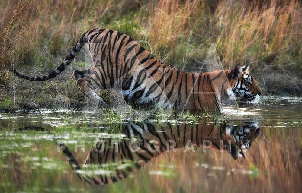 Jonathan and Angela Scott The Influence and Role of Photography in Wildlife Conservation