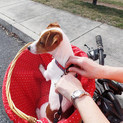 Training your dog to ride in a bicycle basket