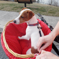 Training your dog to ride in a bicycle basket