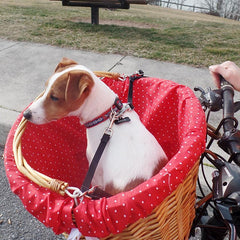 Train your dog to ride in a bicycle basket
