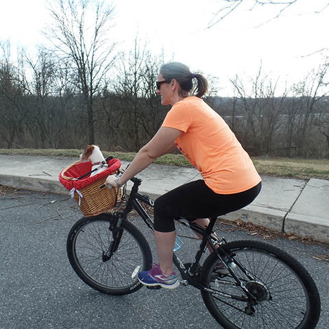 Training your dog to ride in a bicycle basket step 6