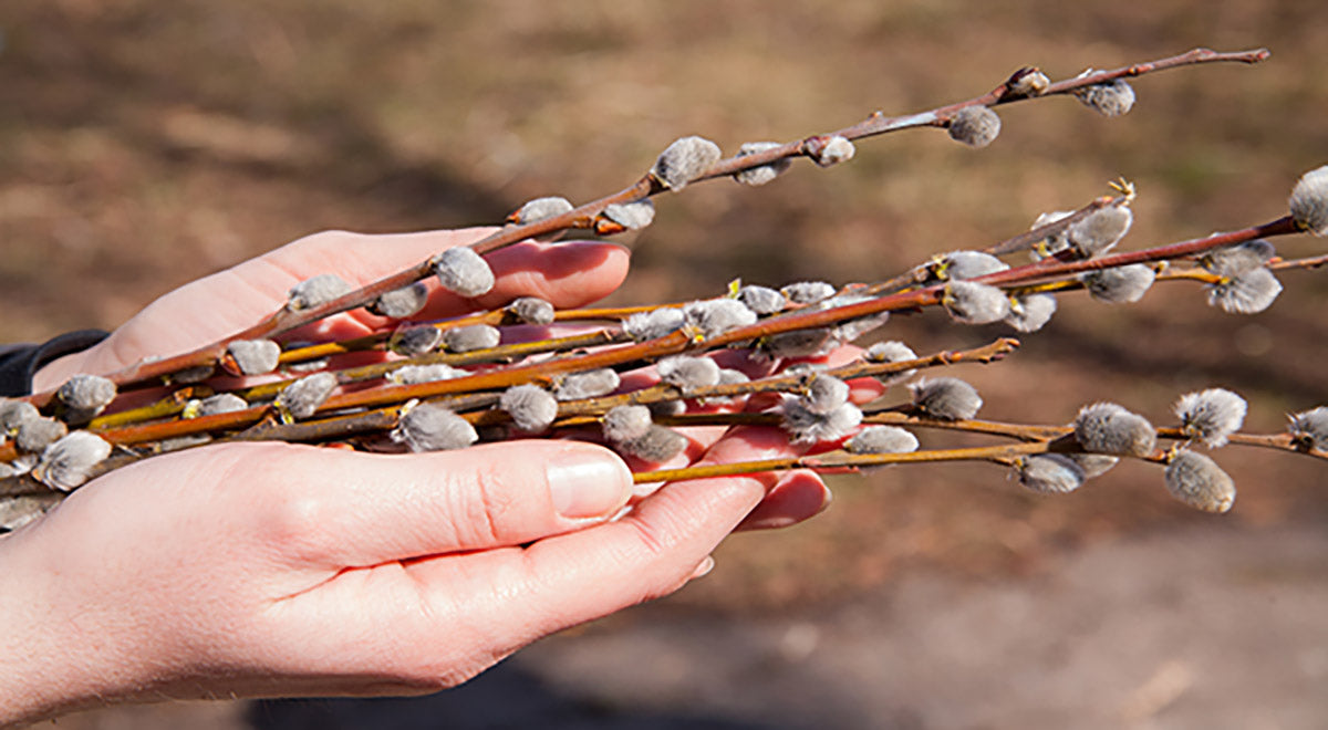 Handful of willow