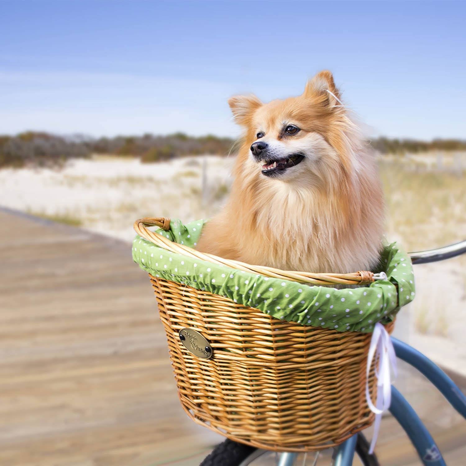 beach cruiser basket for dogs