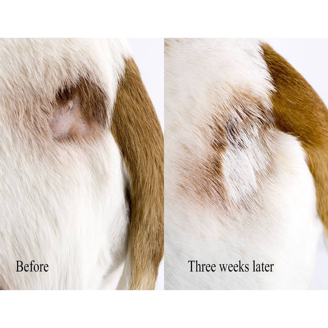 itch relief for dogs shampoo