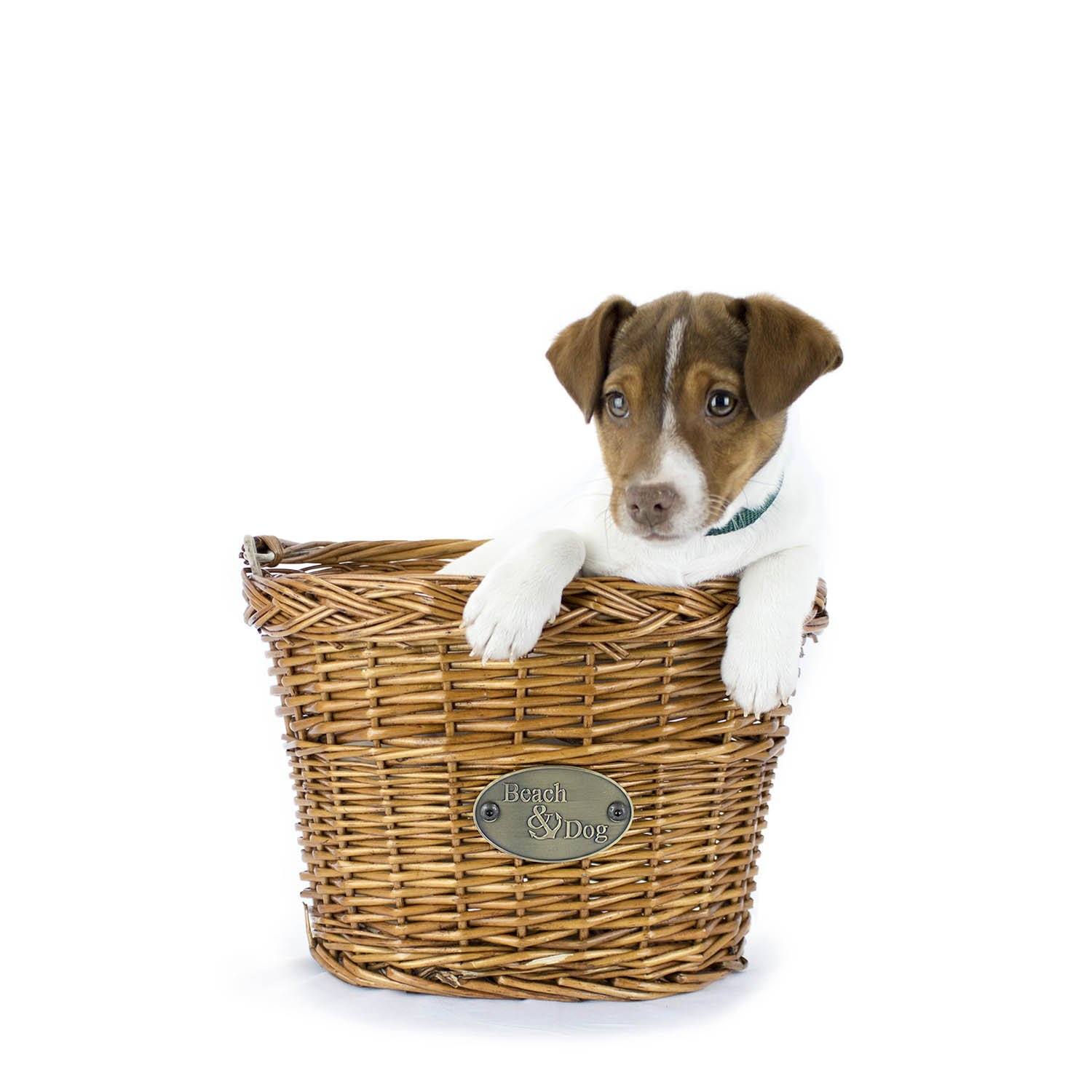 beach and dog basket