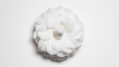 One white flower