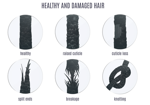 Healthy and damaged hair