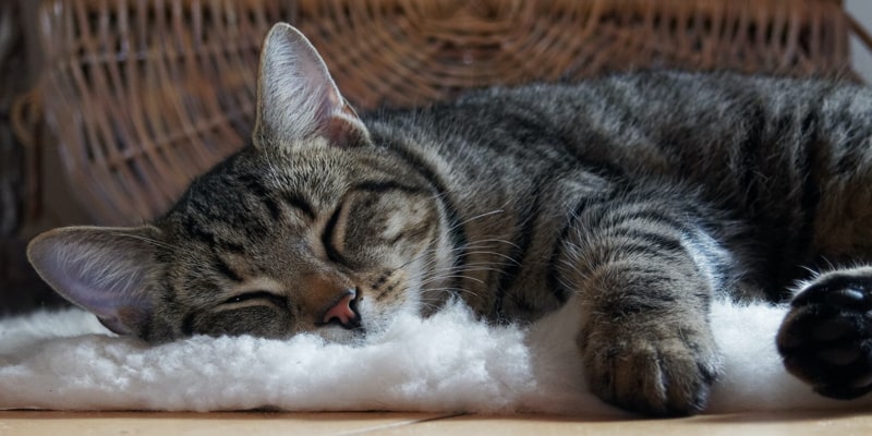 Chat heureux qui dort et ronronne