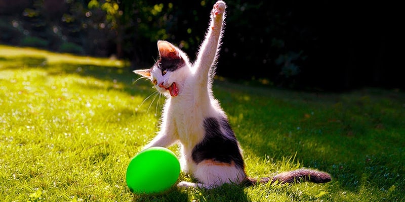Chat qui joue avec un ballon